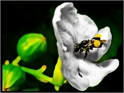 Kwiat, Australijska, Pszczoła